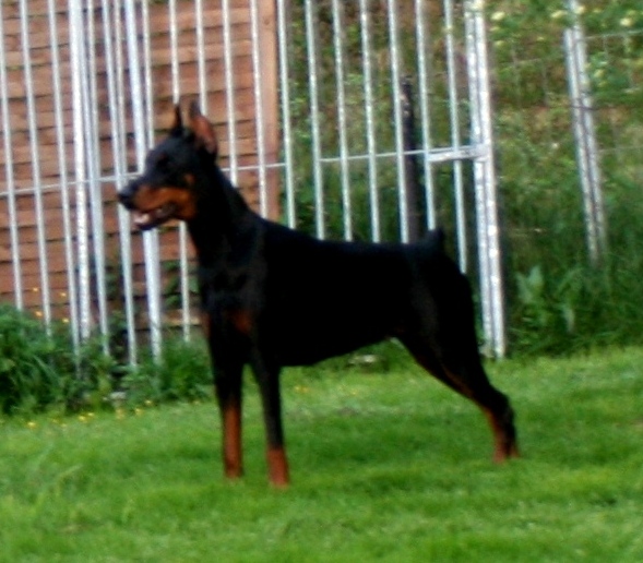 hundene 250 (Medium)