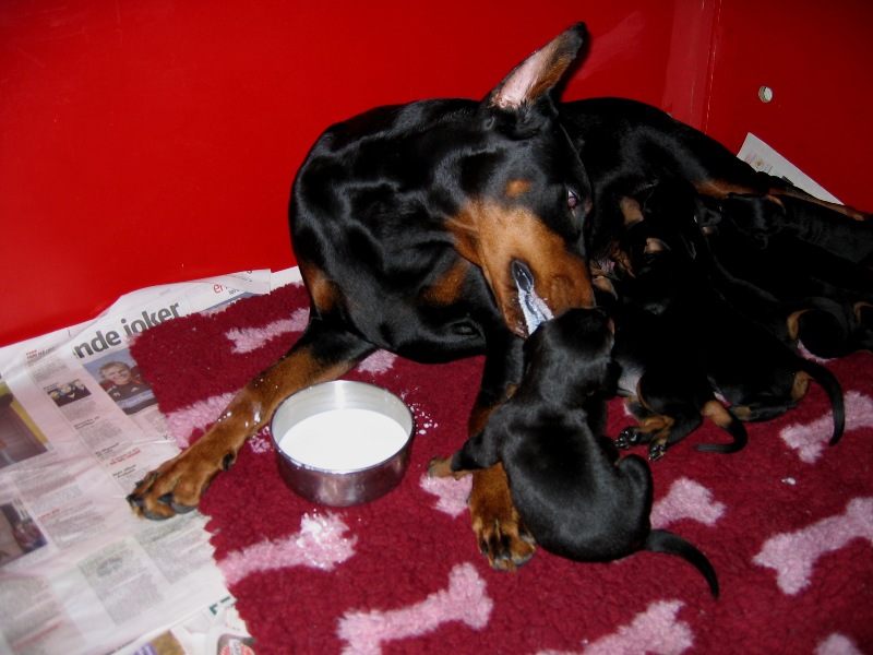 Doberman-Hi-011