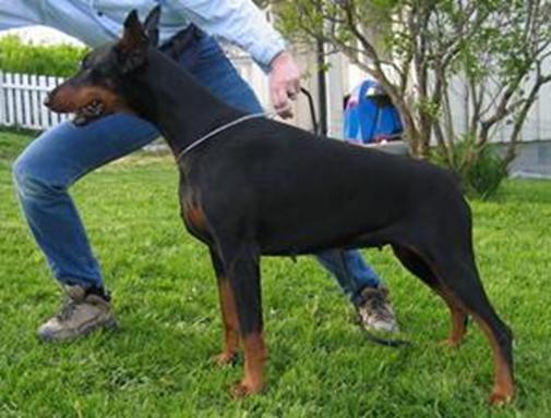 Faranka