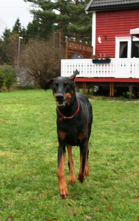 Gravin Diva head main