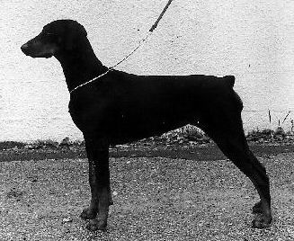http://www.dobermannreview.co.yu/feature/TequilaMali/Tequila.jpg
