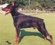 http://www.dobermannreview.co.yu/feature/GravinWanda/pic/quinton.jpg