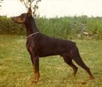Panco von Hagenstern
