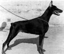 http://www.dobermannvereniging.nl/modules/xcgal/albums/userpics/11423/gisellevesteotzberg.jpg