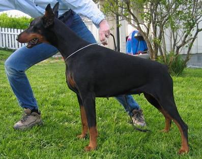 Faranka 4 mndr