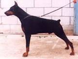 Hertog Alpha v Le Dobry1