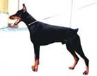 http://www.dobermannreview.co.yu/feature/Prinz/PrinzVomNordenStamm_entry.jpg