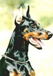 http://www.dobermannreview.co.yu/feature/Prinz/PrinzVomNordenStamm_entry.jpg