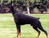 http://www.dobermannreview.co.yu/feature/TequilaMali/pics/LuciferRoveline.jpg