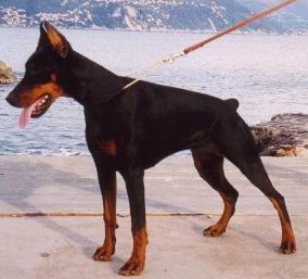 http://www.dobermannreview.co.yu/feature/TequilaMali/Tequila.jpg