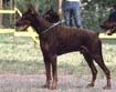 http://www.dobermannreview.co.yu/feature/TequilaMali/pics/LuciferRoveline.jpg