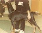 doberhill-black-andy