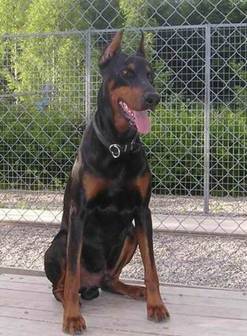 Carlo sitting main2