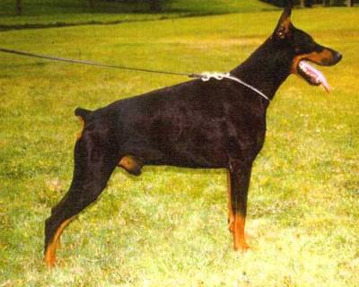 http://www.dobermannvereniging.nl/modules/xcgal/albums/userpics/10004/normal_nilodelriobianco.jpg