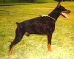 http://www.dobermannvereniging.nl/modules/xcgal/albums/userpics/10004/normal_nilodelriobianco.jpg