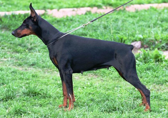 Black-Bichi De Bella y Feliz Estrella