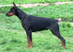 Black-Bichi De Bella y Feliz Estrella
