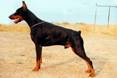 http://www.dobermannvereniging.nl/html/coppermine/albums/userpics/Randy%20van%20_t%20Sabbatsveld%20klein.jpg