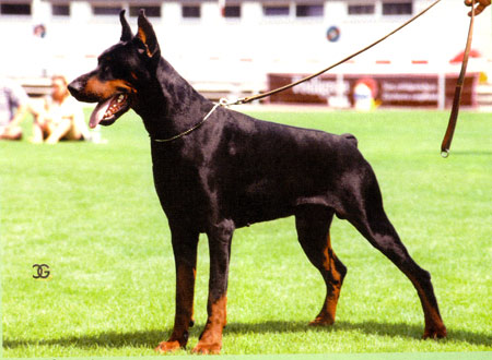 http://www.dobermannreview.co.yu/feature/GamonDiCampovalano/pro/cran81.jpg