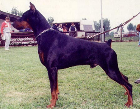 Gamon di Campovalano