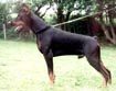 http://www.dobermannreview.co.yu/photo_pedigree/Vysan%20vht%20Eeckhout.jpg