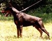 http://www.dobermannreview.co.yu/photo_pedigree/Astra%20Astra%20de%20Godzilas.jpg
