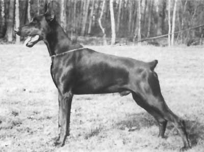Prinz FlegonVaic Stam