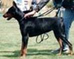 Astra Westem Stamm