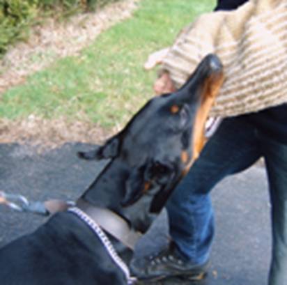 http://www.ardens-dobermann.com/MONTOYA_training3.jpg