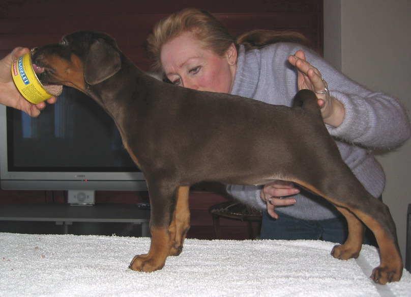 Brown female - main