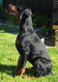 Elvis sitt 4 months