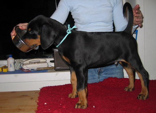 ELVIS small