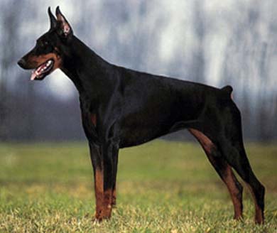 http://www.dobermannreview.co.yu/feature/TequilaMali/Tequila.jpg