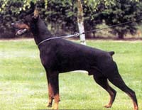 http://www.dobermannreview.co.yu/feature/TequilaMali/pics/LuciferRoveline.jpg