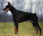 http://www.dobermannreview.co.yu/feature/TequilaMali/Tequila.jpg