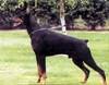 http://www.dobermannreview.co.yu/feature/TequilaMali/pics/LuciferRoveline.jpg